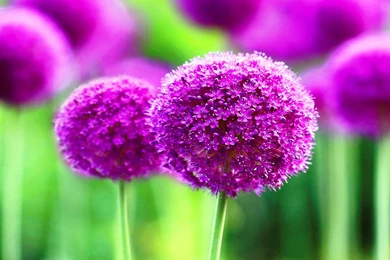 Purple Cute Flowers Wide Wallpapers   New Hd WallpaperNew Hd Wallpapers