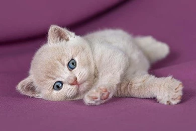 Cute Kitty On The Purple Blanket   (