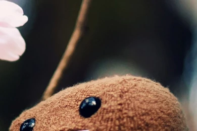 Domo Kun Funny iPhone 6 Plus HD Wallpapers / IPod Wallpapers HD ...