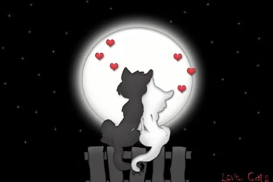 Cool Love Cats Hd Wallpapers