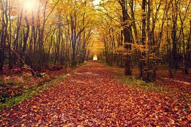 Early Morning Nature Cool Hd Wallpapers