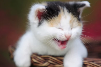 Lovely Cat Baby 1600x1200 Wallpapers,other 1600x1200 Wallpapers ...