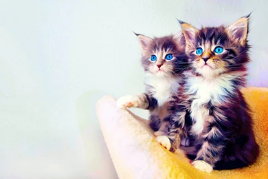 Kittens Kitten Cat Cats Baby Cute S Wallpapers