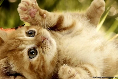 Baby And Cat Funny Pictures Wallpapers