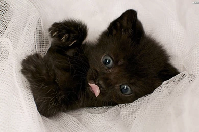 YouWall   Black Baby Cat Wallpapers   Wallpaper,wallpapers,free ...