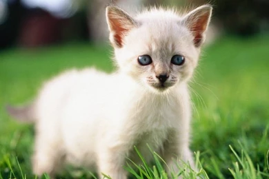 White Cat Baby 1920x1200 Wallpapers,other 1920x1200 Wallpapers ...