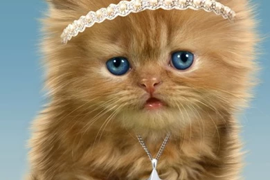 Baby Cat, Cute Live Wallpapers   Android Apps On Google Play