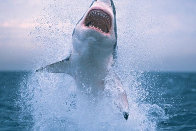 High Quality 1080p Wallpapers Animal