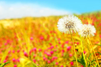 Summer Wallpapers High Quality