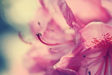 Flowers Wallpaper Backgrounds Dekstop