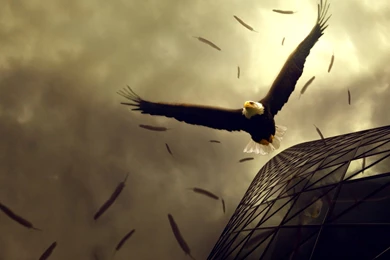 Bird Of Prey Desktop Wallpapers ~ Toptenpack.com