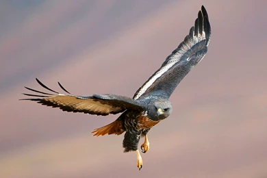 Bird Of Prey Desktop Wallpapers ~ Toptenpack.com