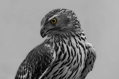 File Name : Birds of prey wallpaper 15 chai3721post.jpg EPhotoBay