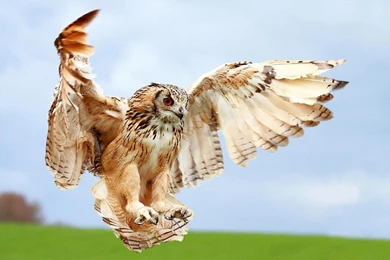 Birds Of Prey Wallpapers And Images Wallpapers, Pictures, Photos
