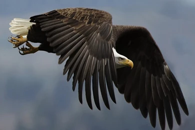 Images Birds Of Prey   Desktop Backgrounds