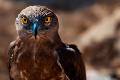 6993845 bird of prey