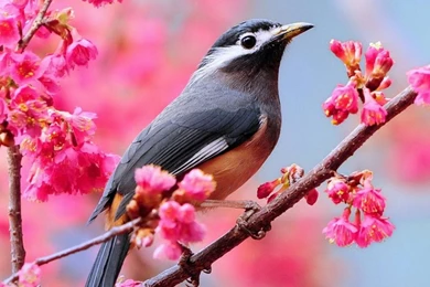 Most Beautiful Wallpapers For Desktop