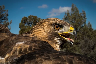 Birds Of Prey HD Wallpapers. 4K Wallpapers