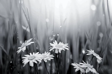 Black and white photo wallpaper 8 2808 HD Wallpapers