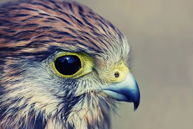 Bird Of Prey Hawk Close Up