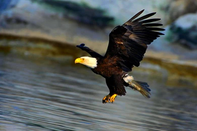 Eagle Wallpapers Wallpapers   HD Wallpapers 96024