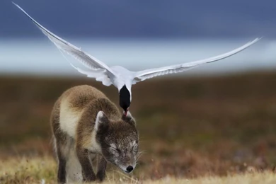 Attack Birds Foxes Prey Wallpapers