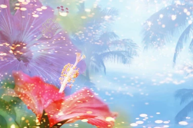 Free HQ Sweet Flower Wallpapers   Free HQ Wallpapers