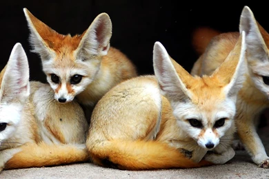 Animals Fennec Fox Wallpapers   (