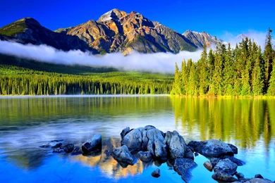 Pine Forest Wallpapers Collections 4899   HD Wallpapers Site