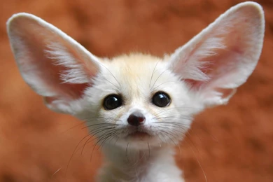 13 Excellent HD Fennec Fox Wallpapers   HDWallSource.com