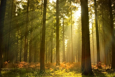 Pine Forest Wallpapers   (