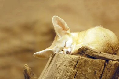 Fennec Fox Snooze Wallpapers