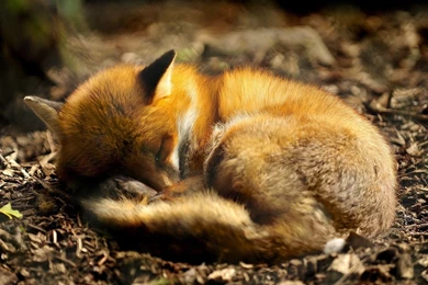 Fox Wallpapers Free   Wallpapers Cave