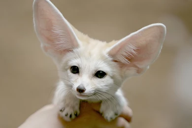 2880x1800 Fennec Fox Wallpapers