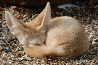 Fennec Fox Sleep Wallpaper, Size: 1440x900