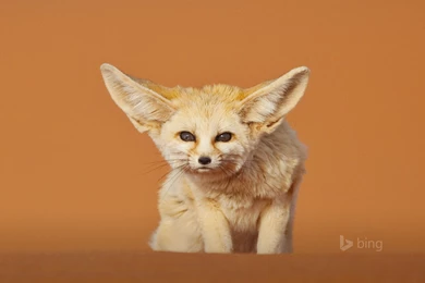 Desktop Fennec Fox Pictures Wallpapers