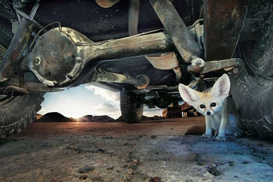 HD Fennec Fox Wallpapers