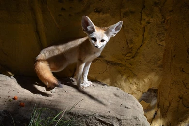 Fennec Fox HD Wallpapers   Download Animal HD Wallpapers, Images ...