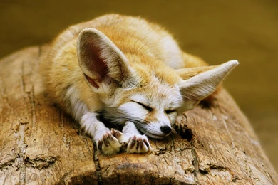 Fennec Fox Cute Ears Sleeping Sahara Desert Algeria Africa Animals ...