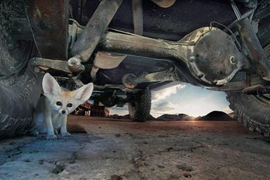 Fennec Fox Wallpapers HD Download