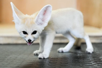 White Fennec Fox Full Grown   Wallpaper.