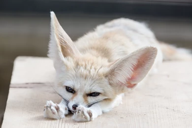 Exotic Fennec Fox Wallpapers IO2