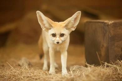 The Fennec Fox Pictures Wallpapers H7w