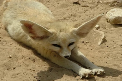 Fennec Fox Wallpapers HD Download