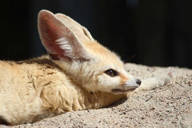 Fennec Fox By Frakk2000 On DeviantArt
