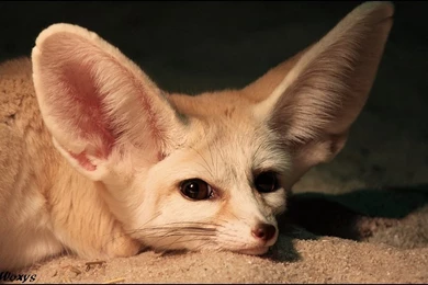 Cute   Cuter   Fennec Fox By Woxys On DeviantArt