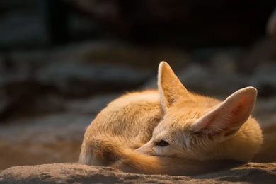 1 Fennec Fox HD Wallpapers