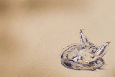 Fennec Fox By MyNameIsKurt On DeviantArt