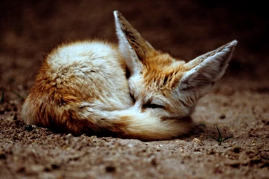 Wednesday Cute: The Fantastic Fennec Fox