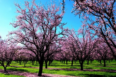 Funny Wallpapers: Spring Wallpaper Backgrounds, Change Backgrounds ...